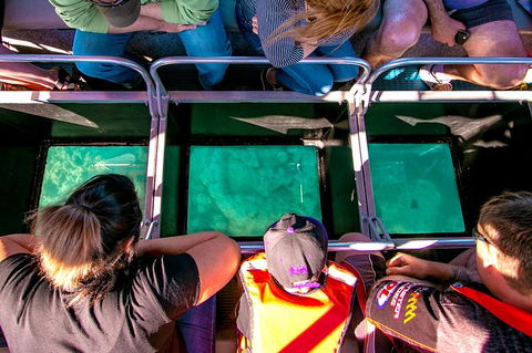 Airlie Beach Glass Bottom Boat Tour - Accommodation Australia 4