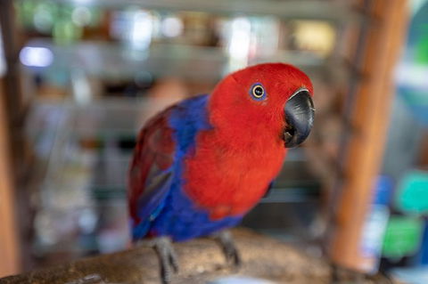 Daintree Rainforest, Cape Tribulation And Bloomfield Track Small Group Tour - Accommodation Australia 14