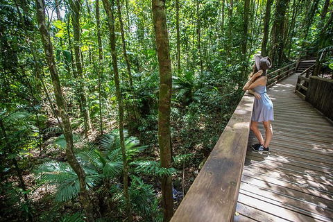 Daintree Rainforest, Cape Tribulation And Bloomfield Track Small Group Tour - Accommodation Australia 3