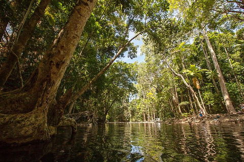 Daintree Rainforest, Cape Tribulation And Bloomfield Track Small Group Tour - Accommodation Australia 7