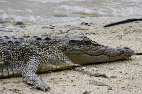 Daintree Rainforest, Cape Tribulation And Bloomfield Track Small Group Tour - Accommodation Australia 8