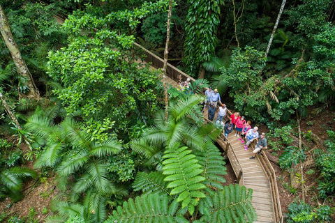 Daintree Rainforest, Cape Tribulation And Bloomfield Track Small Group Tour - Accommodation Australia 0