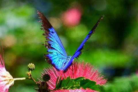 The Original Day Tour To Paronella Park, Lake Barrine And Millaa Millaa Falls - Local Tourism 2