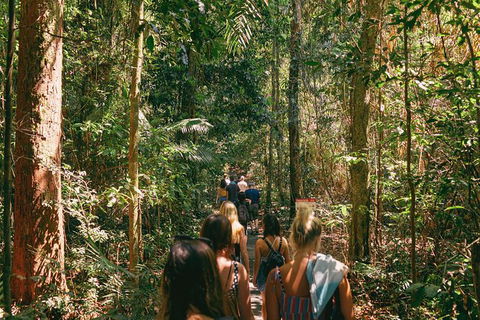 Atherton Tablelands Waterfalls And Rainforest Day Tour Departing Cairns - Accommodation Australia 10