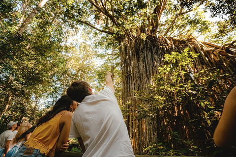 Atherton Tablelands Waterfalls And Rainforest Day Tour Departing Cairns - Accommodation Australia 1