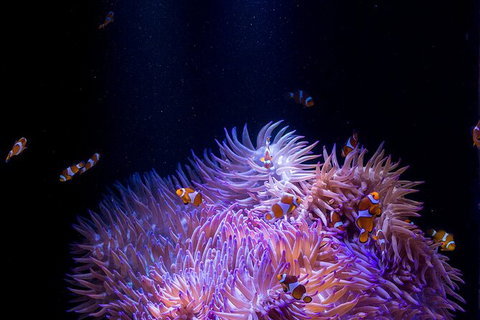 SEA LIFE Sunshine Coast Aquarium Entrance Ticket - Accommodation Australia 1