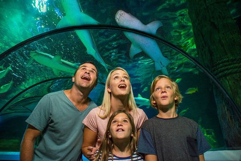 SEA LIFE Sunshine Coast Aquarium Entrance Ticket - Accommodation Australia 3