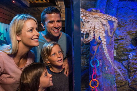 SEA LIFE Sunshine Coast Aquarium Entrance Ticket - Accommodation Australia 5