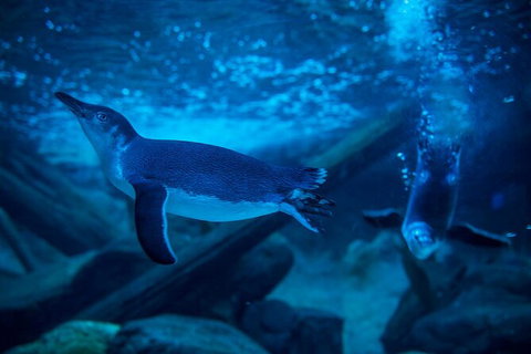 SEA LIFE Sunshine Coast Aquarium Entrance Ticket - Accommodation Australia 2