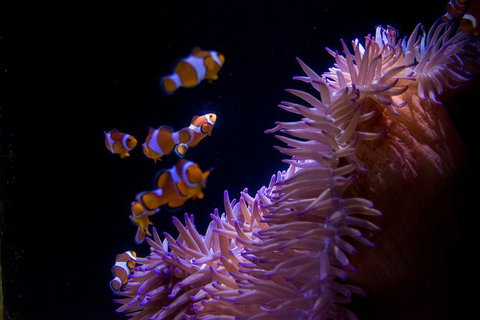 SEA LIFE Sunshine Coast Aquarium Entrance Ticket - Accommodation Australia 6