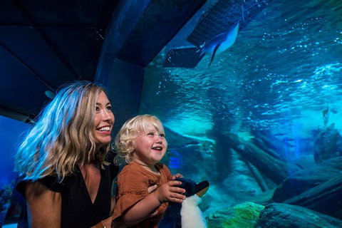 SEA LIFE Sunshine Coast Aquarium Entrance Ticket - Accommodation Australia 4