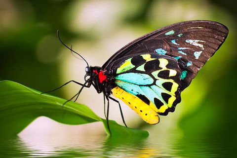 Australian Butterfly Sanctuary - Accommodation Australia 0