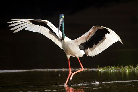 Daintree River - Private Photography Cruise - Accommodation Australia 0