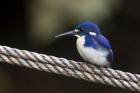 Daintree River - Private Photography Cruise - Accommodation Australia 1