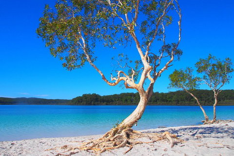 Fraser Island 4WD Tour From Rainbow Beach - Local Tourism 1