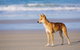 Fraser Island 4WD Tour From Rainbow Beach - thumb 0