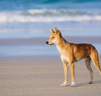 Fraser Island 4WD Tour from Rainbow Beach - Local Tourism