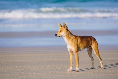 Fraser Island 4WD Tour From Rainbow Beach - Local Tourism 0
