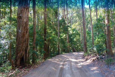 Fraser Island 4WD Tour From Rainbow Beach - Local Tourism 4
