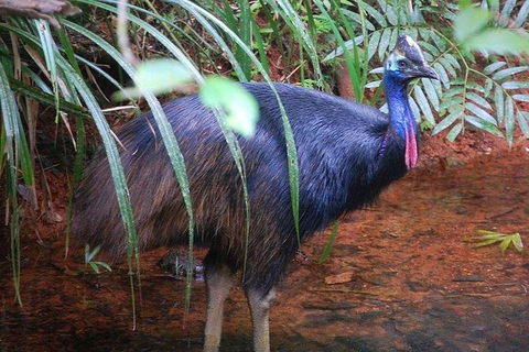 Daintree Discovery Centre Family Pass Ticket - Accommodation Australia 7