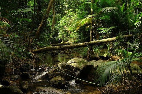 Daintree Discovery Centre Family Pass Ticket - Accommodation Australia 5