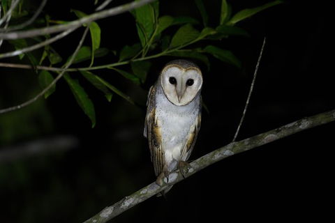 Daintree Afternoon Nocturnal Nature And Wildlife Tour - Accommodation Australia 10