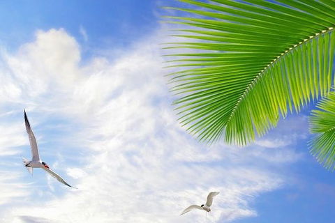 Airport Transfer - Mission Beach To Cairns Airport - Accommodation Australia 4