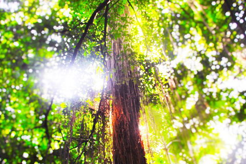 Airport Transfer - Mission Beach To Cairns Airport - Accommodation Australia 1