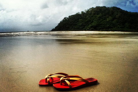 Daintree And Cape Tribulation Full Day Guided Tour - Accommodation Australia 7