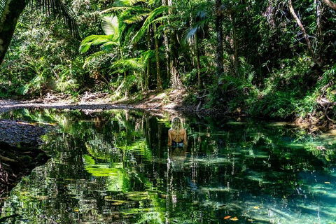 Daintree And Cape Tribulation Full Day Guided Tour - Accommodation Australia 8