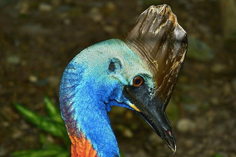 Daintree And Cape Tribulation Full Day Guided Tour - Accommodation Australia 3