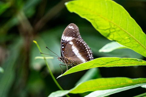 Daintree And Cape Tribulation Full Day Guided Tour - Accommodation Australia 6