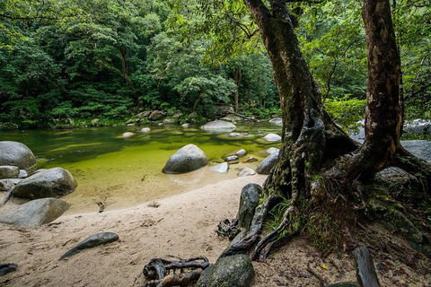 Daintree And Cape Tribulation Full Day Guided Tour - Accommodation Australia 5