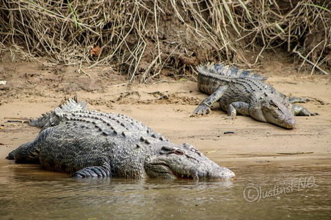 Daintree And Cape Tribulation Full Day Guided Tour - Accommodation Australia 2