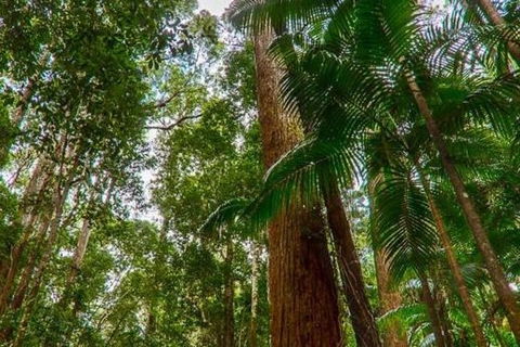 3-Day Fraser Island Hiking And 4WD Adventure From Hervey Bay - Accommodation Australia 1