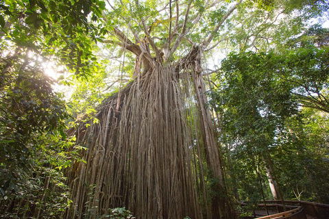 Cairns Adventure Package- 4 Tours In 3 Days! - Local Tourism 2