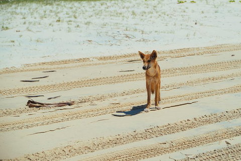 Dingos 3 Day Tag Along Fraser Island 4WD Adventure - Local Tourism 1