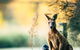 Gold Coast Escape The City Flexible Day Tour From Brisbane - thumb 2