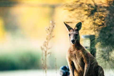 Gold Coast Escape The City Flexible Day Tour From Brisbane - Local Tourism 2