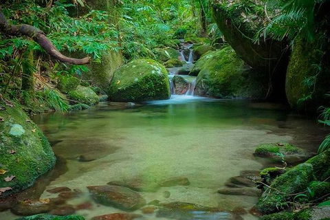 SHUTTLE - Mossman Gorge & Cooya Beach From Port Douglas (Return Transfer) - Local Tourism 2