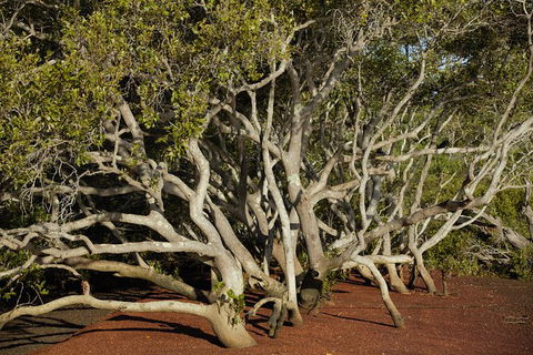 Private Full-Day Guided Tour With Workshop: Karragarra And Macleay Island - Local Tourism 16