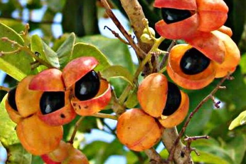 Wang\'ari Dreaming Bush Tucker Tour - Local Tourism 9