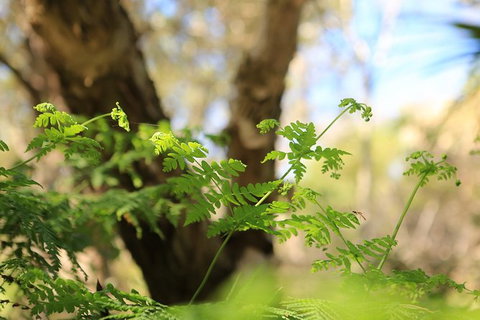 Wang\'ari Dreaming Bush Tucker Tour - Local Tourism 7