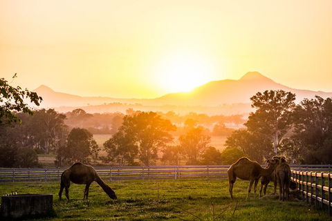 Camel Farm Discovery - Local Tourism 1
