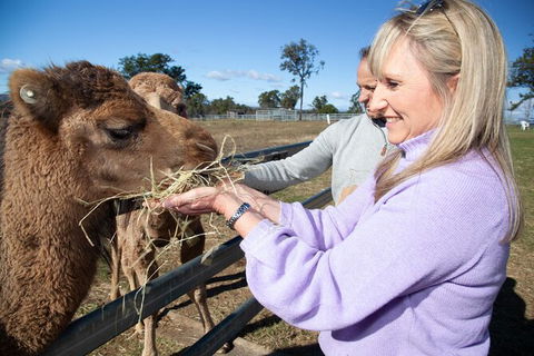 Camel Farm Discovery - Local Tourism 5