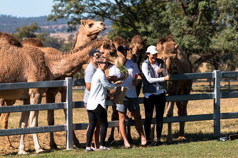 Camel Farm Discovery - Local Tourism 0