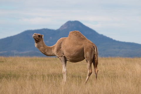 Camel Farm Discovery - Local Tourism 3