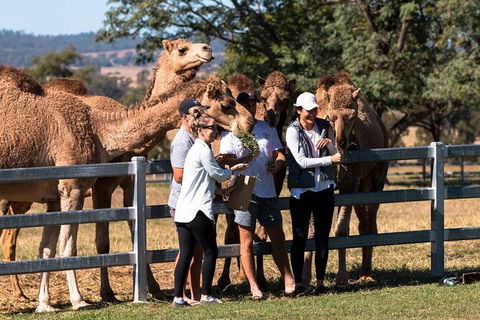 Camel Farm Tour And Taste Near Brisbane - Local Tourism 0