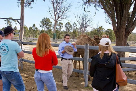 Camel Farm Tour And Taste Near Brisbane - Local Tourism 5
