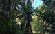 O\'Reilly\'s And Binna Burra Full-Day Tour - Lamington National Park - thumb 2